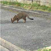 Étudiante Première S donne cours de maths niveau primaire, collège
